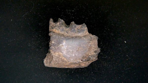 France Eocene Plagiolophus minor Mammal Tooth 11 | Fossils for Sale Genuine Eocene Age Plagiolophus minor Mammal Tooth in Riker Fossil for Sale from France #11