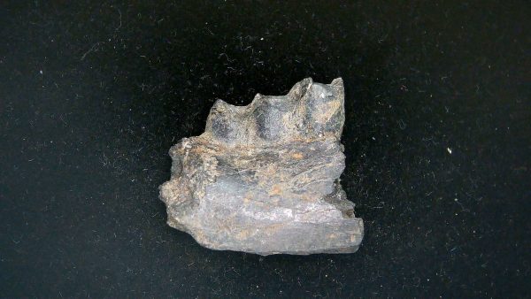 France Eocene Plagiolophus minor Mammal Tooth 11a | Fossils for Sale Genuine Eocene Age Plagiolophus minor Mammal Tooth in Riker Fossil for Sale from France #11a