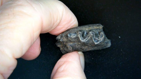 France Eocene Plagiolophus minor Mammal Tooth 11b | Fossils for Sale Genuine Eocene Age Plagiolophus minor Mammal Tooth in Riker Fossil for Sale from France #11b