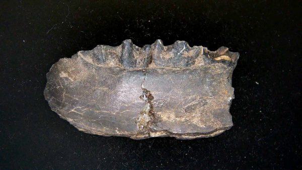 France Eocene Plagiolophus minor Mammal Tooth 12 | Fossils for Sale Genuine Eocene Age Plagiolophus minor Mammal Tooth in Riker Fossil for Sale from France #12