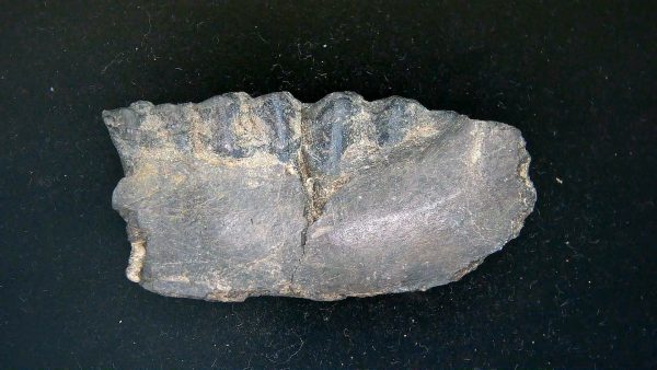 France Eocene Plagiolophus minor Mammal Tooth 12a | Fossils for Sale Genuine Eocene Age Plagiolophus minor Mammal Tooth in Riker Fossil for Sale from France #12a