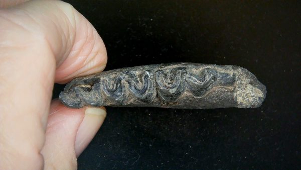 France Eocene Plagiolophus minor Mammal Tooth 12b | Fossils for Sale Genuine Eocene Age Plagiolophus minor Mammal Tooth in Riker Fossil for Sale from France #12b