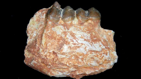 France Eocene Plagiolophus minor Mammal Tooth 13 | Fossils for Sale Genuine Eocene Age Plagiolophus minor Mammal Tooth in Riker Fossil for Sale from France #13