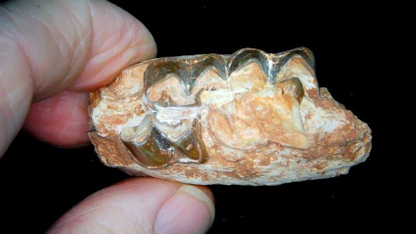 France Eocene Plagiolophus minor Mammal Tooth 13b | Fossils for Sale Genuine Eocene Age Plagiolophus minor Mammal Tooth in Riker Fossil for Sale from France #13b