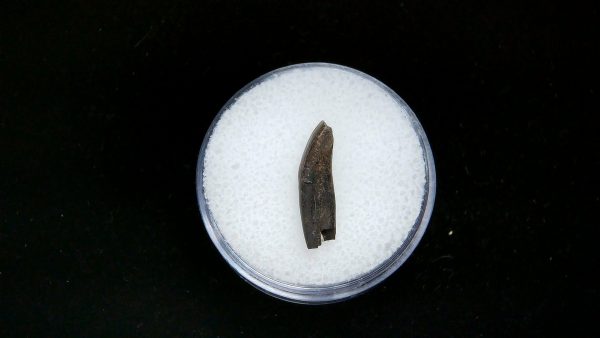 France Eocene Plagiolophus minor Mammal Tooth 1a | Fossils for Sale Genuine Eocene Age Plagiolophus minor Mammal Tooth in Riker Fossil for Sale from France #1a