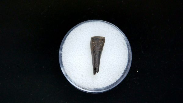 France Eocene Plagiolophus minor Mammal Tooth 1b | Fossils for Sale Genuine Eocene Age Plagiolophus minor Mammal Tooth in Riker Fossil for Sale from France #1b