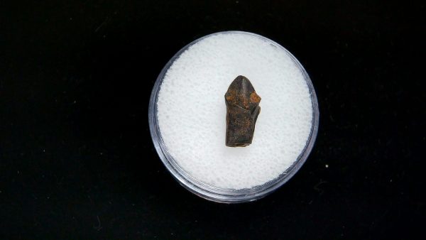 France Eocene Plagiolophus minor Mammal Tooth 2 | Fossils for Sale Genuine Eocene Age Plagiolophus minor Mammal Tooth in Riker Fossil for Sale from France #2