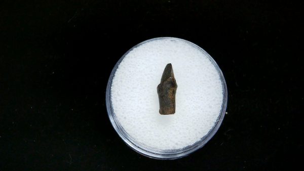France Eocene Plagiolophus minor Mammal Tooth 2a | Fossils for Sale Genuine Eocene Age Plagiolophus minor Mammal Tooth in Riker Fossil for Sale from France #2a