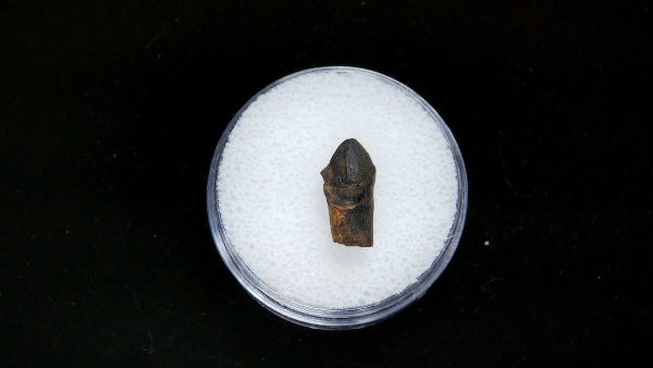 France Eocene Plagiolophus minor Mammal Tooth 2b | Fossils for Sale Genuine Eocene Age Plagiolophus minor Mammal Tooth in Riker Fossil for Sale from France #2b