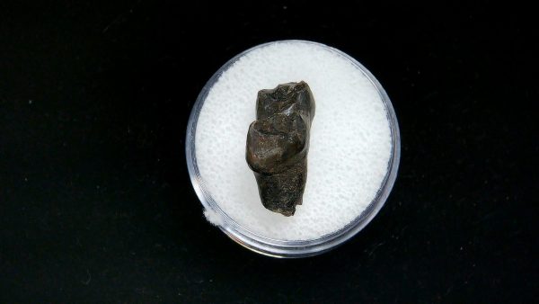 France Eocene Plagiolophus minor Mammal Tooth 4a | Fossils for Sale Genuine Eocene Age Plagiolophus minor Mammal Tooth in Riker Fossil for Sale from France #4a