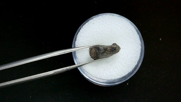 France Eocene Plagiolophus minor Mammal Tooth 6b | Fossils for Sale Genuine Eocene Age Plagiolophus minor Mammal Tooth in Riker Fossil for Sale from France #6b