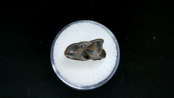 France Eocene Plagiolophus minor Mammal Tooth 7a | Fossils for Sale Genuine Eocene Age Plagiolophus minor Mammal Tooth in Riker Fossil for Sale from France #7a