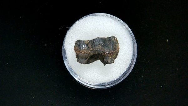 France Eocene Plagiolophus minor Mammal Tooth 7b | Fossils for Sale Genuine Eocene Age Plagiolophus minor Mammal Tooth in Riker Fossil for Sale from France #7b