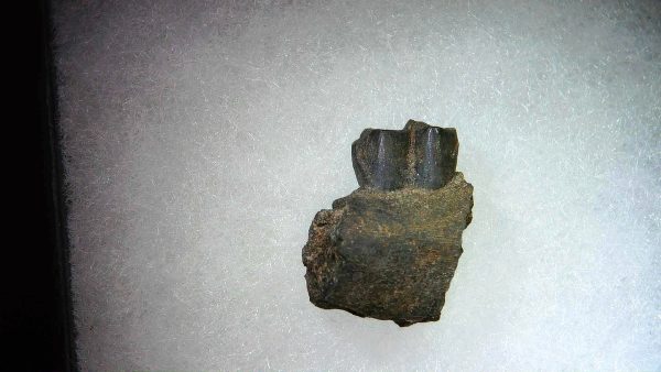 France Eocene Plagiolophus minor Mammal Tooth 8a | Fossils for Sale Genuine Eocene Age Plagiolophus minor Mammal Tooth in Riker Fossil for Sale from France #8a