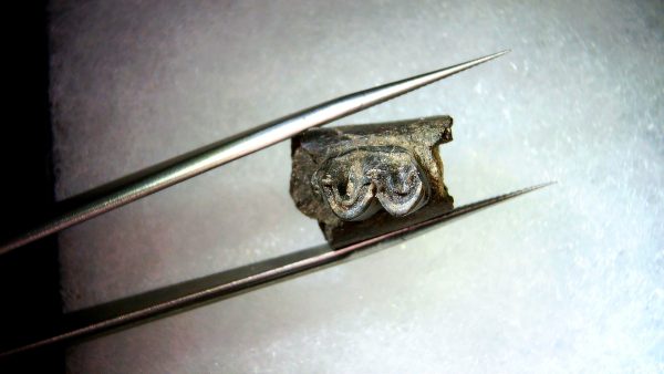 France Eocene Plagiolophus minor Mammal Tooth 8b | Fossils for Sale Genuine Eocene Age Plagiolophus minor Mammal Tooth in Riker Fossil for Sale from France #8b