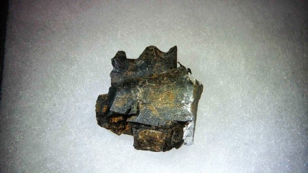 France Eocene Plagiolophus minor Mammal Tooth 9 | Fossils for Sale Genuine Eocene Age Plagiolophus minor Mammal Tooth in Riker Fossil for Sale from France #9