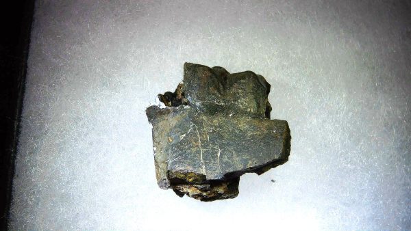 France Eocene Plagiolophus minor Mammal Tooth 9a | Fossils for Sale Genuine Eocene Age Plagiolophus minor Mammal Tooth in Riker Fossil for Sale from France #9a