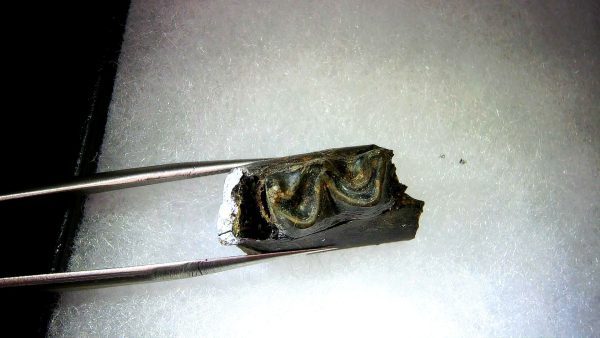 France Eocene Plagiolophus minor Mammal Tooth 9b | Fossils for Sale Genuine Eocene Age Plagiolophus minor Mammal Tooth in Riker Fossil for Sale from France #9b