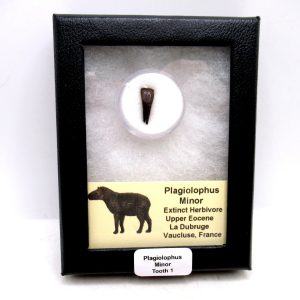 France Eocene Plagiolophus minor Mammal Tooth in Riker 1 | Fossils for Sale Genuine Eocene Age Plagiolophus minor Mammal Tooth in Riker Fossil for Sale from France #1