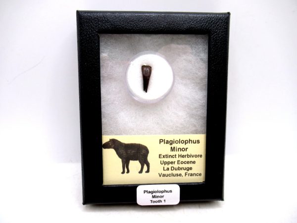 France Eocene Plagiolophus minor Mammal Tooth in Riker 1 | Fossils for Sale Genuine Eocene Age Plagiolophus minor Mammal Tooth in Riker Fossil for Sale from France #1