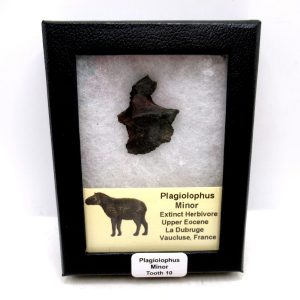 France Eocene Plagiolophus minor Mammal Tooth in Riker 10 | Fossils for Sale Genuine Eocene Age Plagiolophus minor Mammal Tooth in Riker Fossil for Sale from France #10