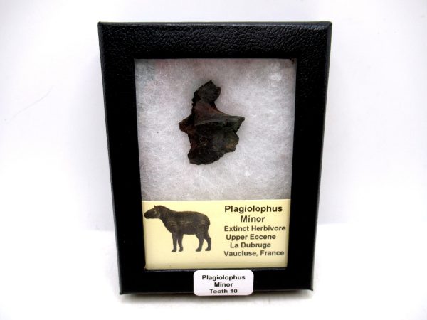 France Eocene Plagiolophus minor Mammal Tooth in Riker 10 | Fossils for Sale Genuine Eocene Age Plagiolophus minor Mammal Tooth in Riker Fossil for Sale from France #10