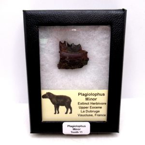 France Eocene Plagiolophus minor Mammal Tooth in Riker 11 | Fossils for Sale Genuine Eocene Age Plagiolophus minor Mammal Tooth in Riker Fossil for Sale from France #11