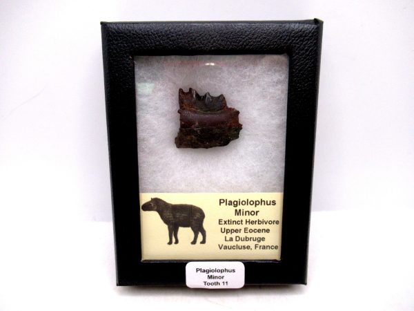 France Eocene Plagiolophus minor Mammal Tooth in Riker 11 | Fossils for Sale Genuine Eocene Age Plagiolophus minor Mammal Tooth in Riker Fossil for Sale from France #11