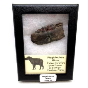 France Eocene Plagiolophus minor Mammal Tooth in Riker 12 | Fossils for Sale Genuine Eocene Age Plagiolophus minor Mammal Tooth in Riker Fossil for Sale from France #12