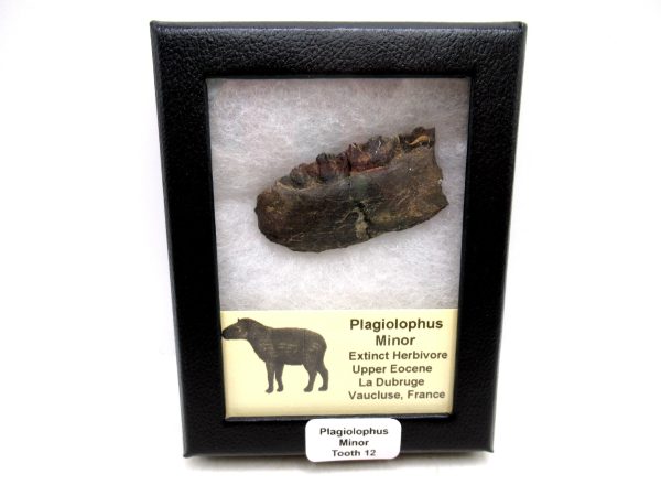 France Eocene Plagiolophus minor Mammal Tooth in Riker 12 | Fossils for Sale Genuine Eocene Age Plagiolophus minor Mammal Tooth in Riker Fossil for Sale from France #12