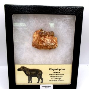 France Eocene Plagiolophus minor Mammal Tooth in Riker 13 | Fossils for Sale Genuine Eocene Age Plagiolophus minor Mammal Tooth in Riker Fossil for Sale from France #13