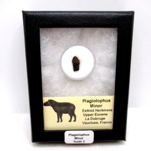 France Eocene Plagiolophus minor Mammal Tooth in Riker 2 | Fossils for Sale Genuine Eocene Age Plagiolophus minor Mammal Tooth in Riker Fossil for Sale from France #2