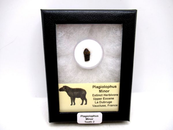 France Eocene Plagiolophus minor Mammal Tooth in Riker 2 | Fossils for Sale Genuine Eocene Age Plagiolophus minor Mammal Tooth in Riker Fossil for Sale from France #2