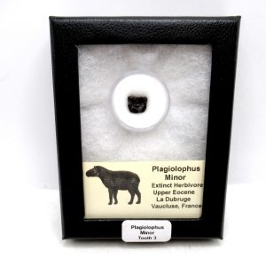 France Eocene Plagiolophus minor Mammal Tooth in Riker 3 | Fossils for Sale Genuine Eocene Age Plagiolophus minor Mammal Tooth in Riker Fossil for Sale from France #3