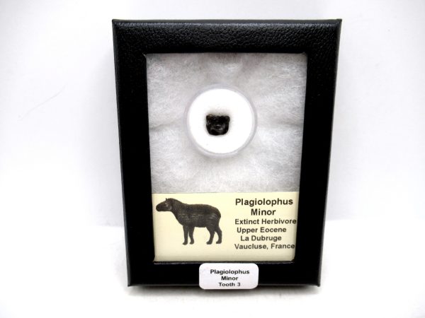 France Eocene Plagiolophus minor Mammal Tooth in Riker 3 | Fossils for Sale Genuine Eocene Age Plagiolophus minor Mammal Tooth in Riker Fossil for Sale from France #3