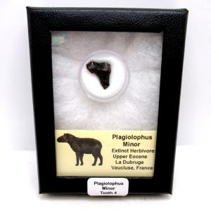 France Eocene Plagiolophus minor Mammal Tooth in Riker 4 | Fossils for Sale Genuine Eocene Age Plagiolophus minor Mammal Tooth in Riker Fossil for Sale from France #4