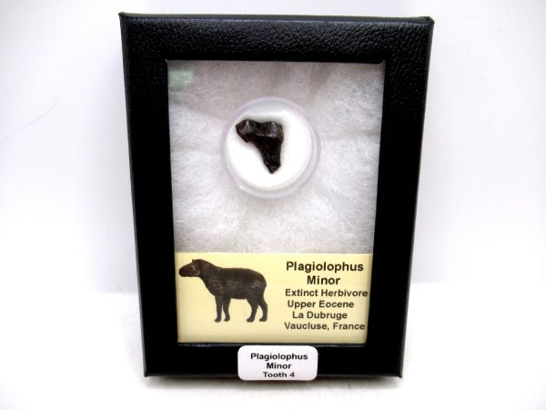 France Eocene Plagiolophus minor Mammal Tooth in Riker 4 | Fossils for Sale Genuine Eocene Age Plagiolophus minor Mammal Tooth in Riker Fossil for Sale from France #4