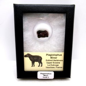 France Eocene Plagiolophus minor Mammal Tooth in Riker 5 | Fossils for Sale Genuine Eocene Age Plagiolophus minor Mammal Tooth in Riker Fossil for Sale from France #5