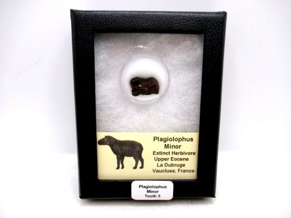France Eocene Plagiolophus minor Mammal Tooth in Riker 5 | Fossils for Sale Genuine Eocene Age Plagiolophus minor Mammal Tooth in Riker Fossil for Sale from France #5