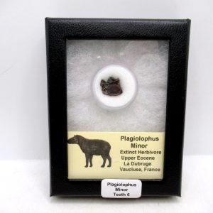 France Eocene Plagiolophus minor Mammal Tooth in Riker 6 | Fossils for Sale Genuine Eocene Age Plagiolophus minor Mammal Tooth in Riker Fossil for Sale from France #6