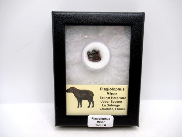 France Eocene Plagiolophus minor Mammal Tooth in Riker 6 | Fossils for Sale Genuine Eocene Age Plagiolophus minor Mammal Tooth in Riker Fossil for Sale from France #6