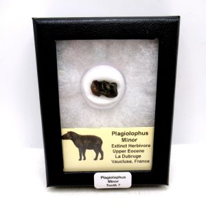 France Eocene Plagiolophus minor Mammal Tooth in Riker 7 | Fossils for Sale Genuine Eocene Age Plagiolophus minor Mammal Tooth in Riker Fossil for Sale from France #7