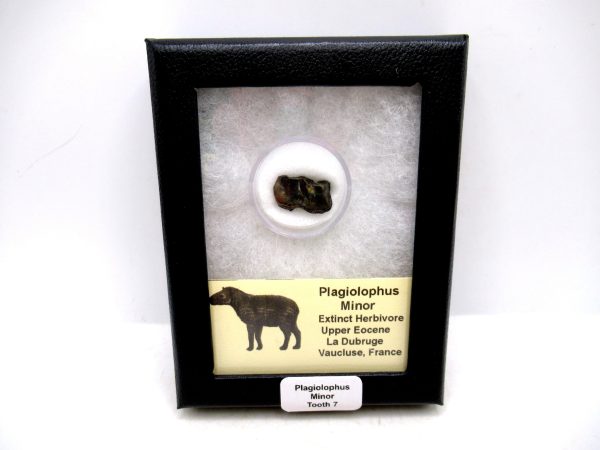 France Eocene Plagiolophus minor Mammal Tooth in Riker 7 | Fossils for Sale Genuine Eocene Age Plagiolophus minor Mammal Tooth in Riker Fossil for Sale from France #7