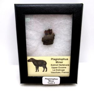 France Eocene Plagiolophus minor Mammal Tooth in Riker 8 | Fossils for Sale Genuine Eocene Age Plagiolophus minor Mammal Tooth in Riker Fossil for Sale from France #8