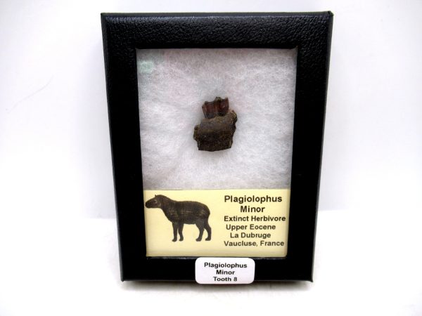 France Eocene Plagiolophus minor Mammal Tooth in Riker 8 | Fossils for Sale Genuine Eocene Age Plagiolophus minor Mammal Tooth in Riker Fossil for Sale from France #8