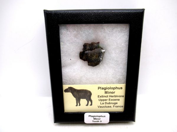 France Eocene Plagiolophus minor Mammal Tooth in Riker 9 | Fossils for Sale Genuine Eocene Age Plagiolophus minor Mammal Tooth in Riker Fossil for Sale from France #9