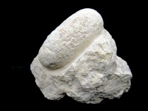 French-Eocene-Fossil-Crocodile-Egg | Fossils for Sale