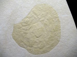 Jurassic fossil jellyfish preserved in limestone