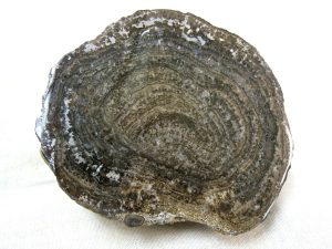 Buy Fossil Stromatolite Fossils