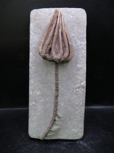 Indiana-Mississippian-Crawfordsville-Crinoid | Fossils for Sale Indiana-Mississippian-Crawfordsville-Crinoid